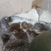 ۲۵ عدد بلدرچین  دم تخم