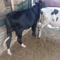 گاو نر خارجی 2ماه پلوار