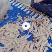 کارگر برای استخوان گیری پای مرغ