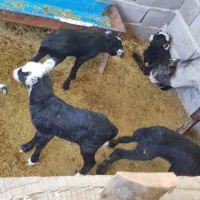 گوسفند  رومانوف با دو عدد بره  یکی نر و ماده
