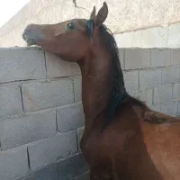کره نریان عرب مدرکدار