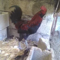 سه عدد خروس کوردی یک عدد گلین