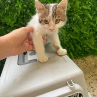 واگذاری بچه گربه