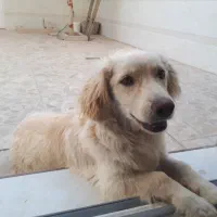 سگ ۹ ماهه اشپیتز