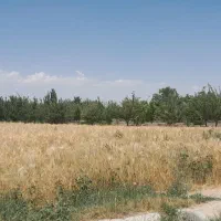 زمین-باغی-500متر-سرک-معاوضه-با-خودرو-یاچک-معتبر