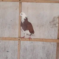 کبوتر