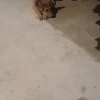 سگ ژرمن روک اصل المان
