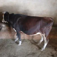 دوعدد گاو شیری