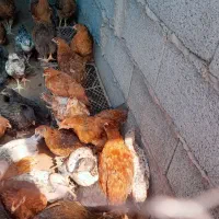 جوجه گلپایگان