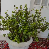 گل و گیاه|گل و گیاه طبیعی|بابل, |دیوار