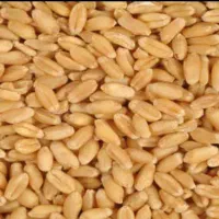فروش گندم