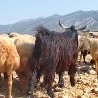 ساورین