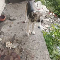 سگ پاکوتاه