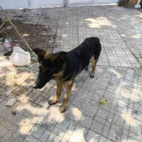 سگ ژرمن 1.5ساله