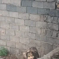 سگ نگهبان وگله