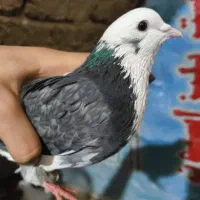 کفتر