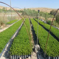 فروش طرح کشاورزی ،نهالستان