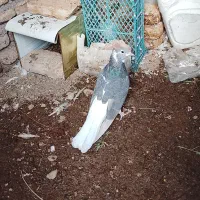 ماده دمسفید