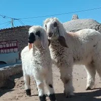 دو بره  نر مری