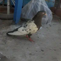 کبوتر