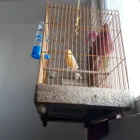 قناری نرمست مست