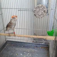سهره قناری سیلور