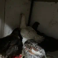 مرغ نژاد دار