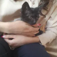 گربه