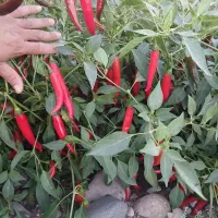فلفل قرمز خشک تند تازه