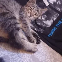 بچه گربه