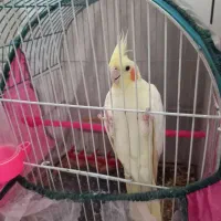 عروس هلندی ماده فروشی