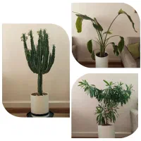 فروش گل طبیعی