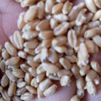 گندم تمیز فروشی55