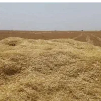 سلام ده باک کاه گندم دیم هرباک دو میلیون و سیصد