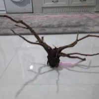 چوب آبنوس آکواریوم