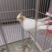 عروس هلندی ۷ ماهه سخنگو