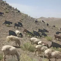 فروش گوسفند مناسب قربان