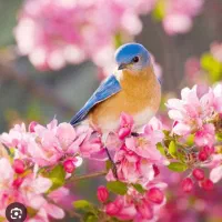 پیدا شدن پرنده طوطی