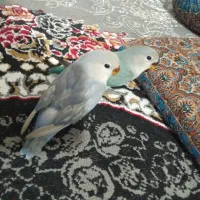 جوجه.طوطی.برزیلی.کوتوله.