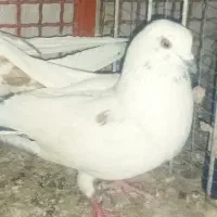 کفتر