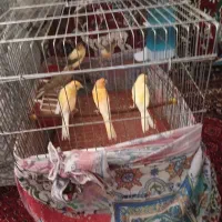 فروش قناری