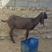 دو عدد بز نصل دار معامله با پاچن خوب