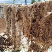 پشم گوسفندی اعلا و نرم