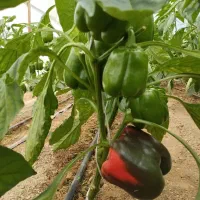 استخدام کارگر گلخانه