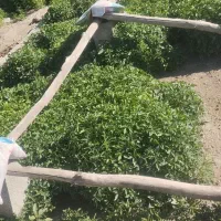 نشا،بادمجان ،فلفل