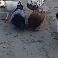 کبوتر