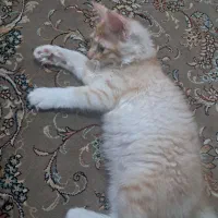 گربه ملوس و زیبا