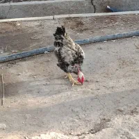 خروس|حیوانات مزرعه|محمدشهر, کوی بهار|دیوار