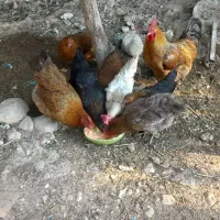 مرغ و خروس محلی
