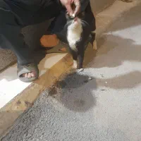 گربه دستی|گربه|فلاورجان, |دیوار
